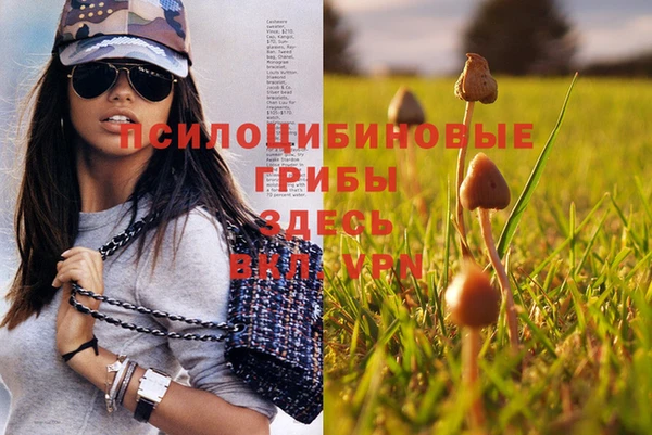 сатива Алзамай